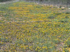 Cuspidia cernua annua