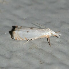 Microcrambus biguttellus