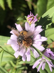 Paradejeania rutilioides