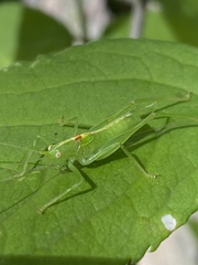Meconema meridionale