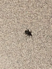 Otiorhynchus sulcatus