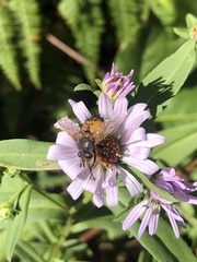Paradejeania rutilioides
