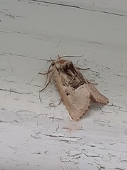 Meropleon diversicolor