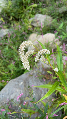 Persicaria lapathifolia