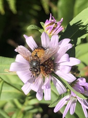 Paradejeania rutilioides