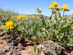 Cuspidia cernua annua