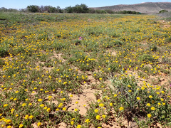 Cuspidia cernua annua