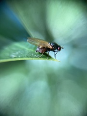 Calliopum simillimum