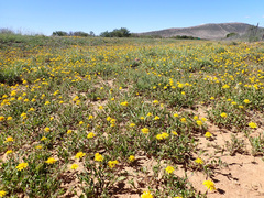 Cuspidia cernua annua