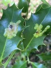 Phytomyza ilicis