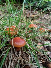 Suillus grevillei