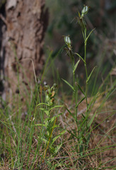 Pterostylis recurva