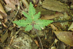 Sceptridium dissectum