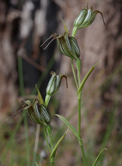 Pterostylis recurva