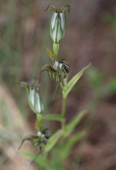Pterostylis recurva