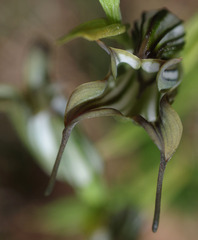 Pterostylis recurva