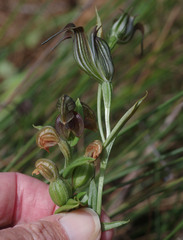 Pterostylis recurva