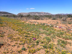 Cuspidia cernua annua
