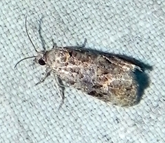 Endothenia hebesana