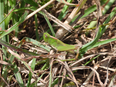 Aiolopus thalassinus