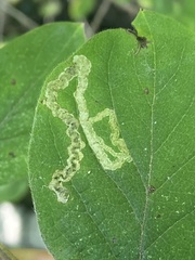 Aulagromyza luteoscutellata