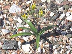 Albuca setosa