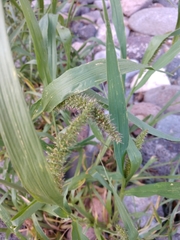 Setaria adhaerens