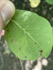 Aulagromyza luteoscutellata