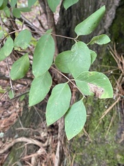 Lonicera morrowii