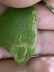 Aulagromyza luteoscutellata