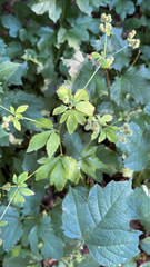 Sanicula canadensis