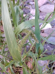 Setaria adhaerens
