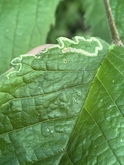 Agromyza aristata