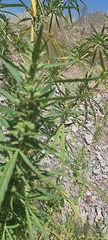 Cannabis sativa
