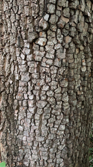 Diospyros virginiana