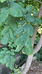 Cladrastis kentukea