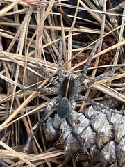 Tigrosa georgicola