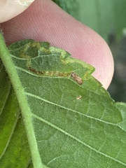 Agromyza aristata