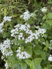 Ageratina altissima