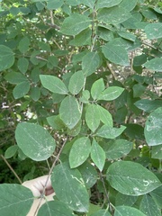 Aulagromyza luteoscutellata