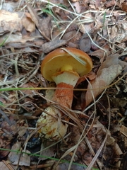 Suillus grevillei