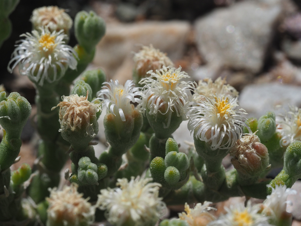 Mesembryanthemum vaginatum
