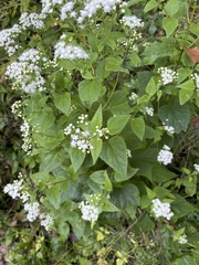 Ageratina altissima