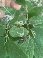 Aulagromyza luteoscutellata