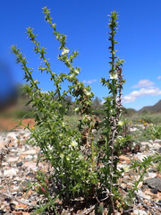 Salsola kali