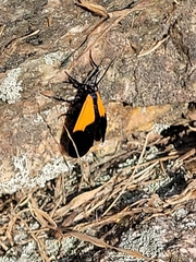Lycomorpha pholus