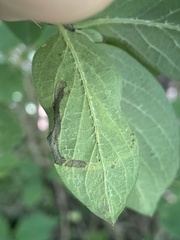 Aulagromyza luteoscutellata