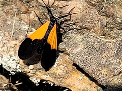 Lycomorpha pholus