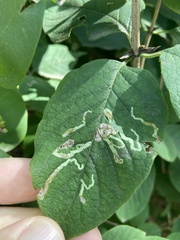 Aulagromyza luteoscutellata