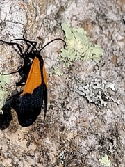 Lycomorpha pholus